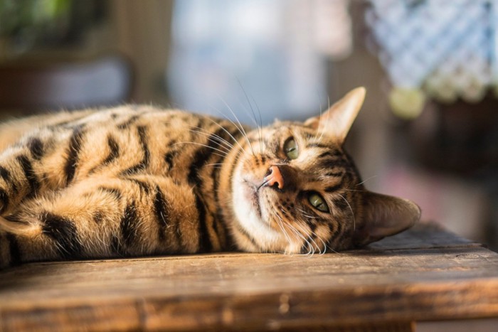 目を開けて横になる猫