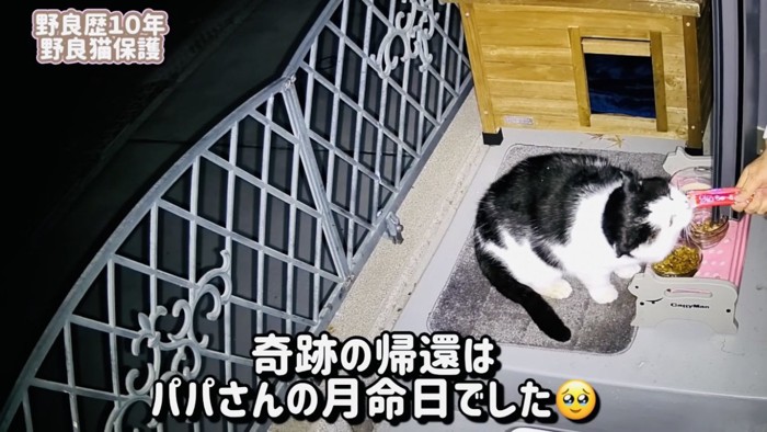 ママの家の前で猫用おやつをもらう白黒猫