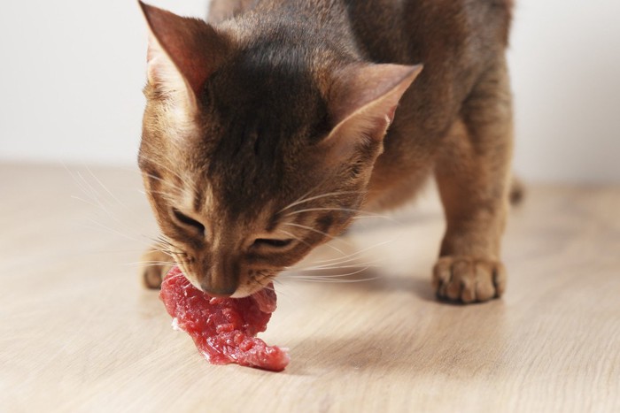 お肉に噛み付く猫