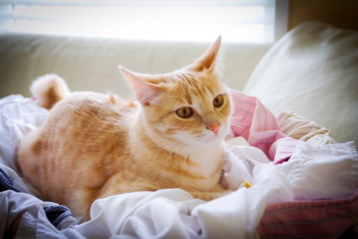 服の上でくつろぐ猫