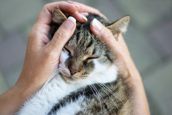 もみくちゃな猫