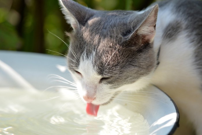 水を飲む猫