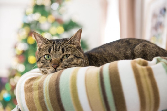 じっとしている猫