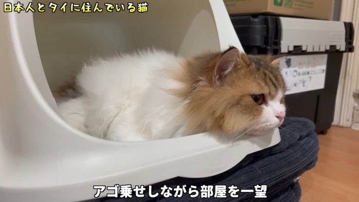 あご乗せしている猫