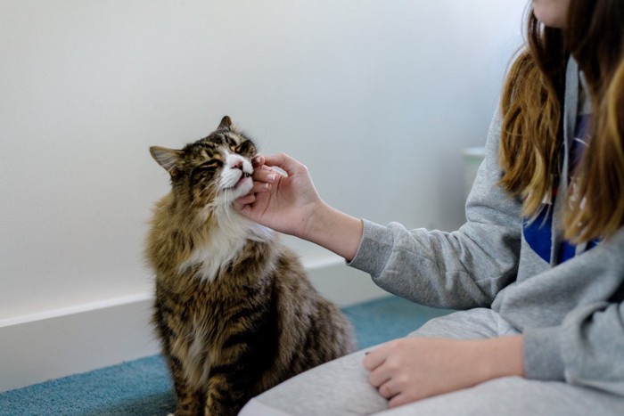 顎を撫でられて気持ち良さそうな猫