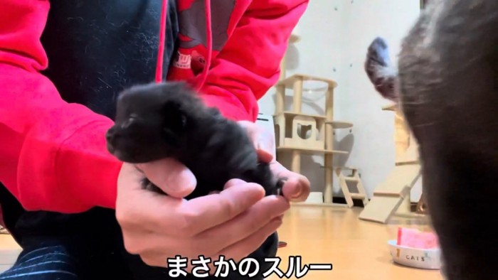 ママに抱っこされる仔猫