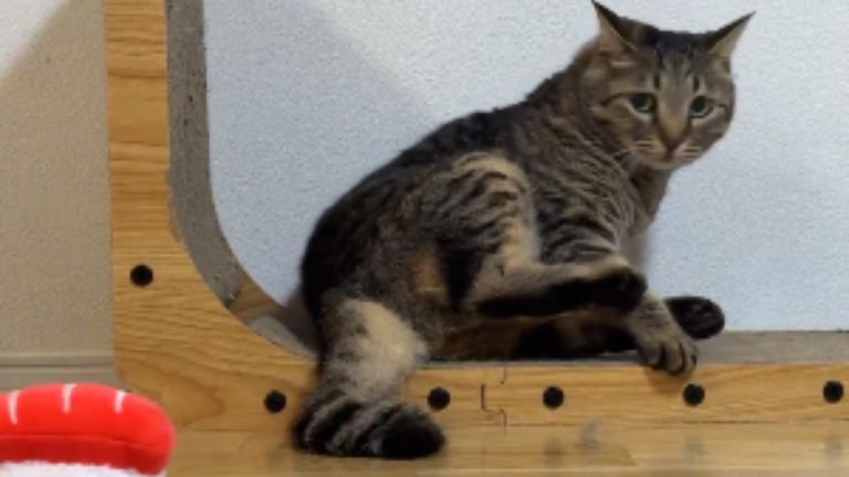 猫とお寿司