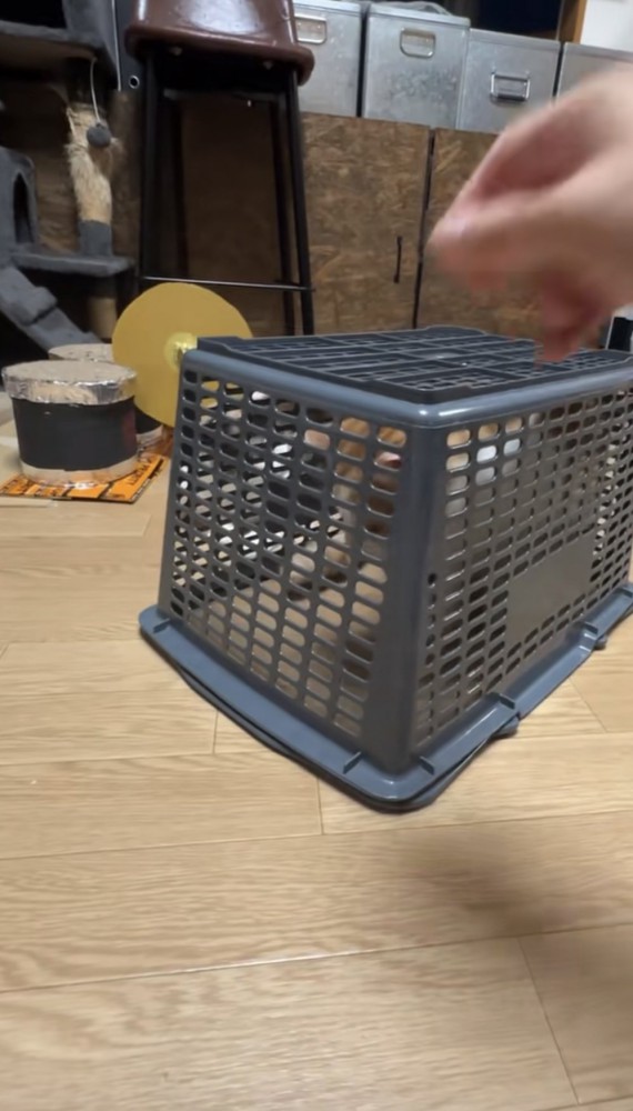 罠の中にいる猫の写真1