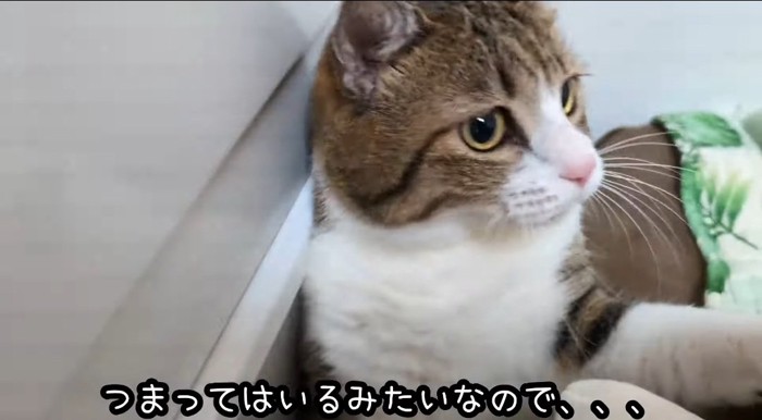 伸び上がる猫