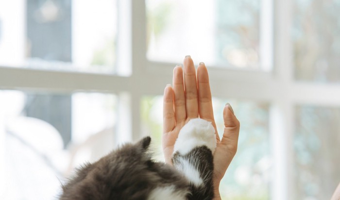 人の手にハイタッチする猫の手