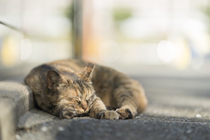 丸くなって昼寝をする野良猫