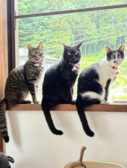 窓辺に座る3匹の猫