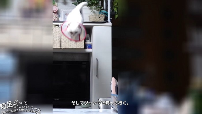 飛び降りる猫