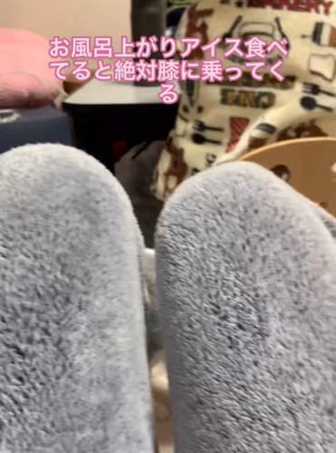 飼い主さんの膝