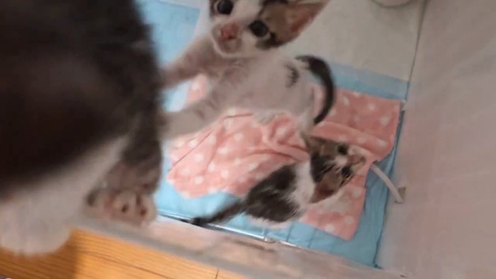 ケージの縁に乗った子猫