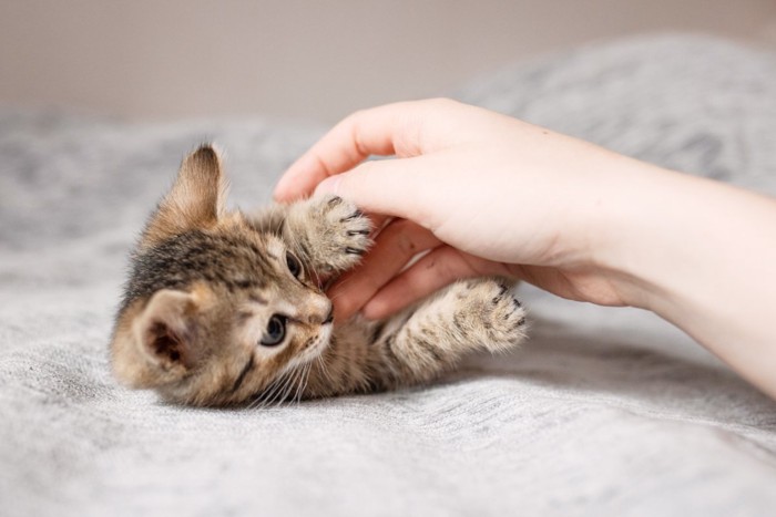 手で遊ぶ子猫