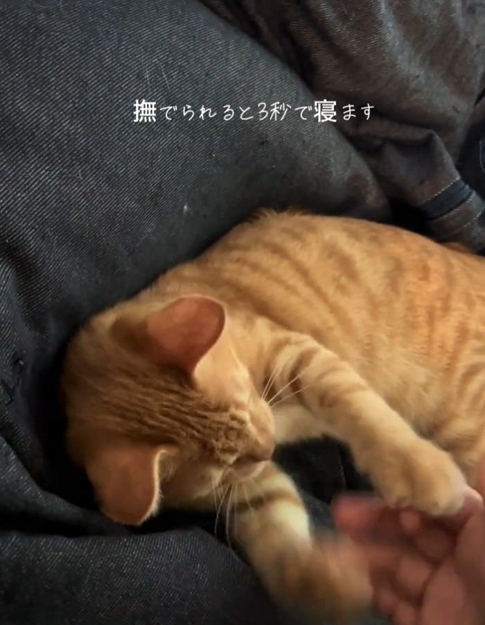 手を掴むテトラくん