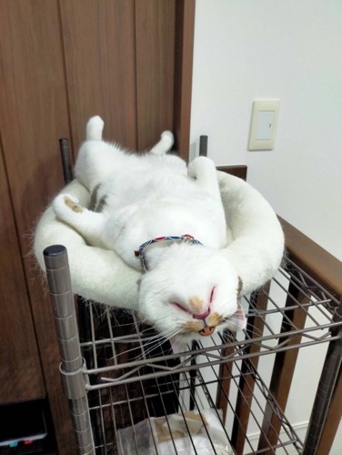 おかきちゃん