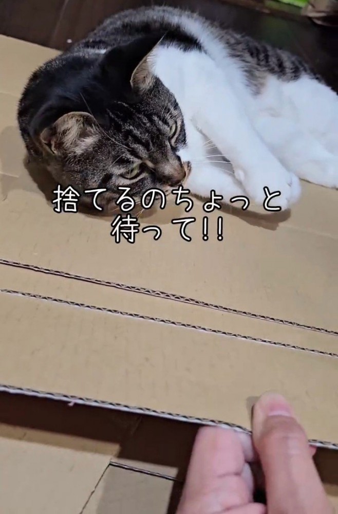 段ボールに乗った猫