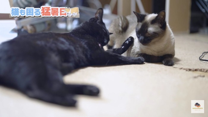 寄り添う黒猫とシャム猫