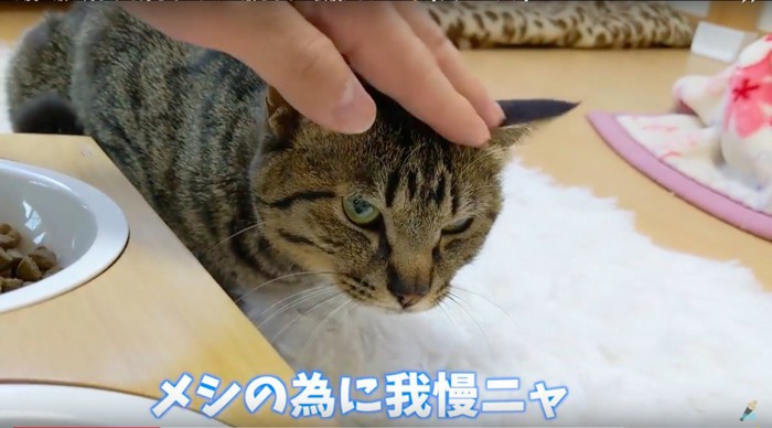 我慢をするねこ