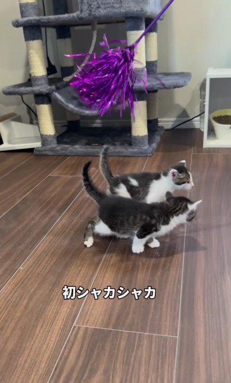 おもちゃで遊ぶ2匹の子猫