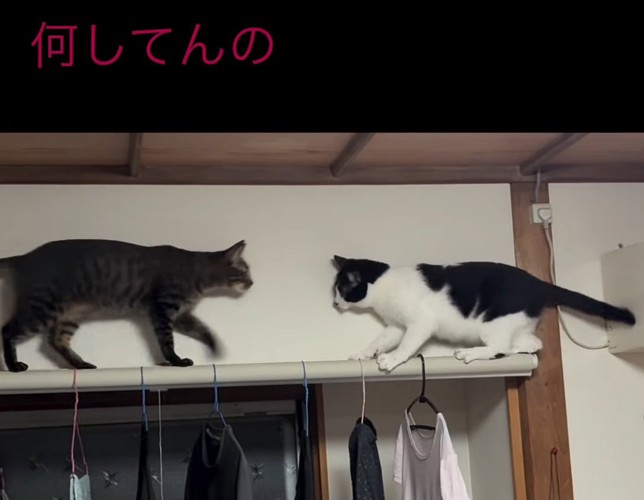 鉢合わせする猫