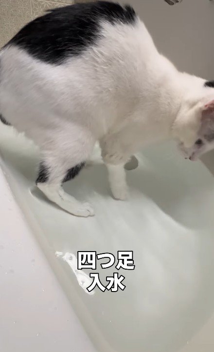 シンクで水遊びをする猫