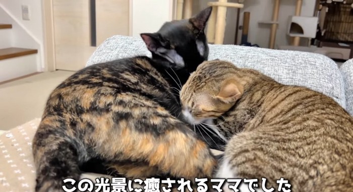 毛繕いされる猫