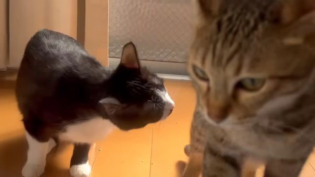 正面を向く猫を睨む猫