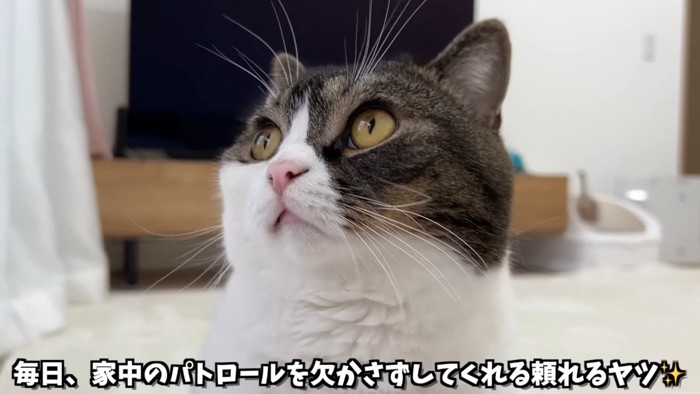 上を見る猫の顔