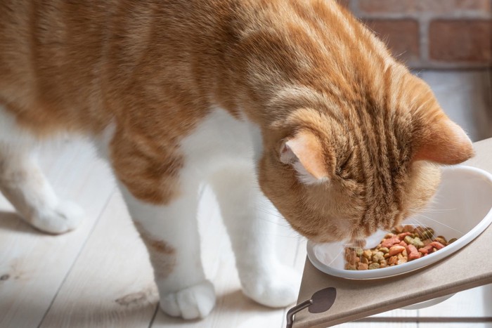 餌台からキャットフードを食べる茶白猫