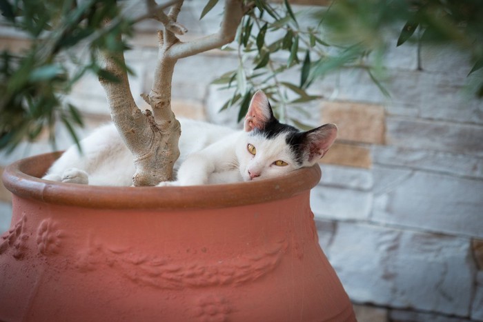 オリーブの植木鉢の中で寝るハチワレ