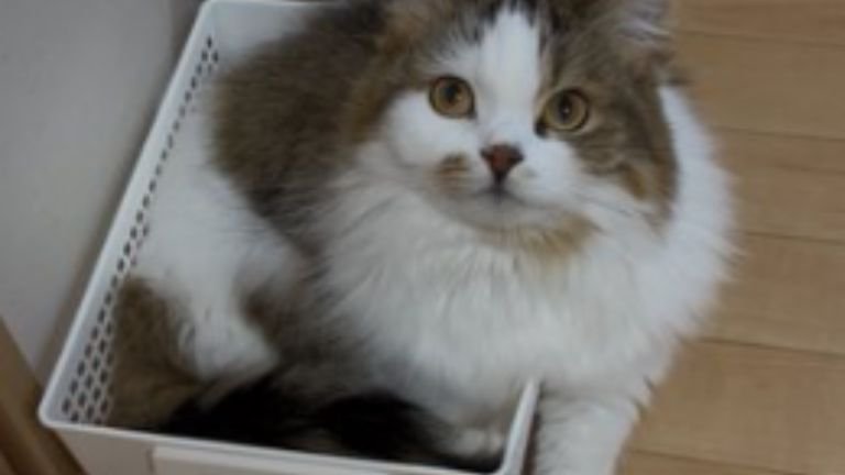 室内にいる猫