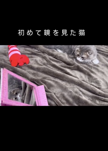 鏡の前で構える猫