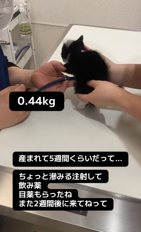 診察台にいるハチワレ子猫