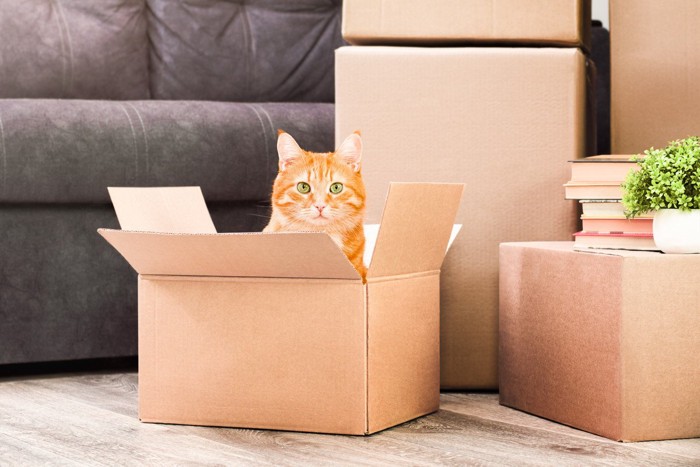 段ボール入っている猫