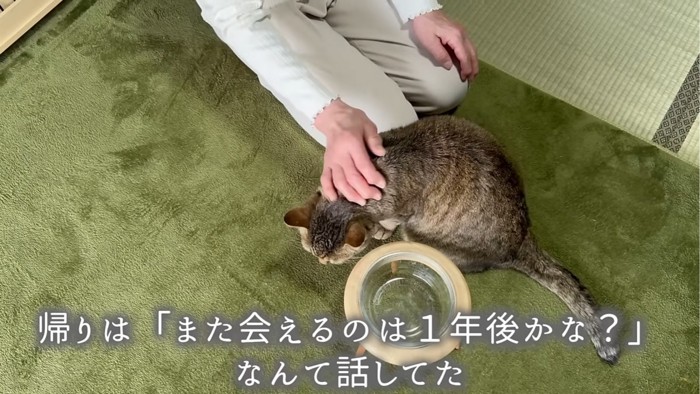 撫でられる猫