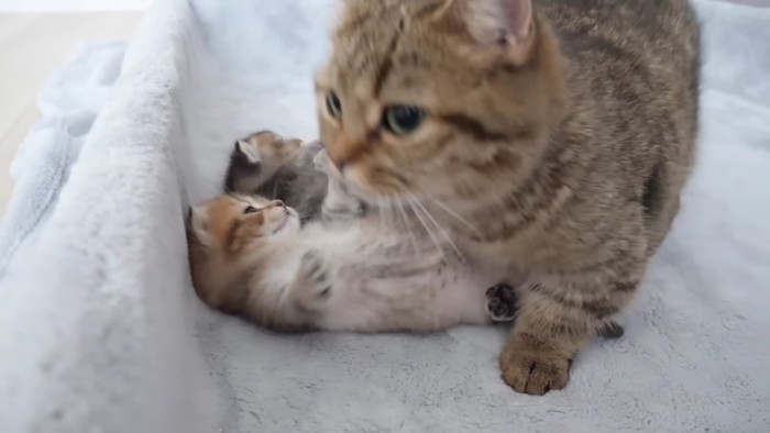 歩き出す成猫と寝転ぶ子猫