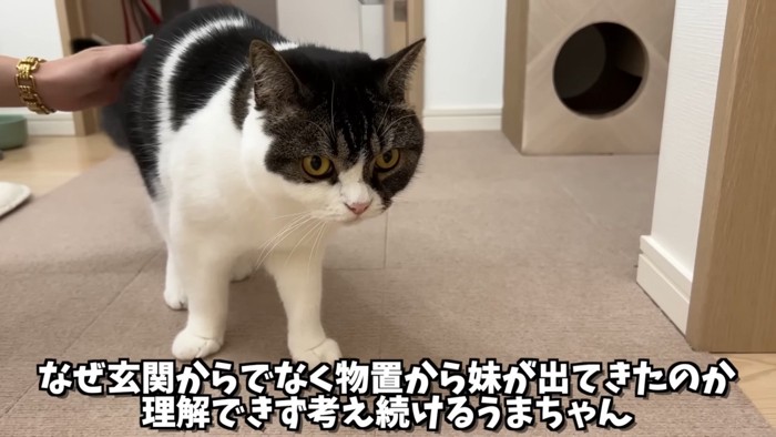 おしりをなでられる立っている猫