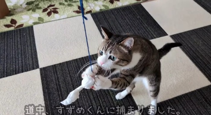 飛びつく猫