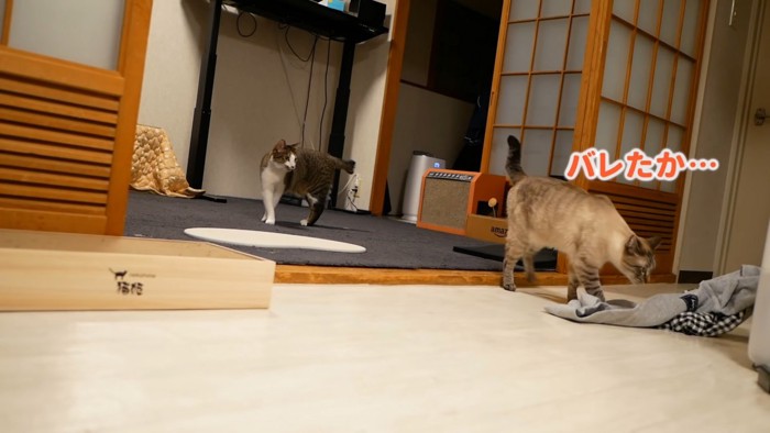 立っている2匹の猫