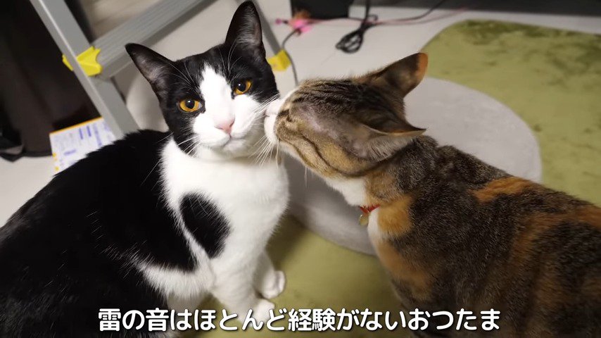 姉猫のおつうちゃんと妹猫のおたまちゃん