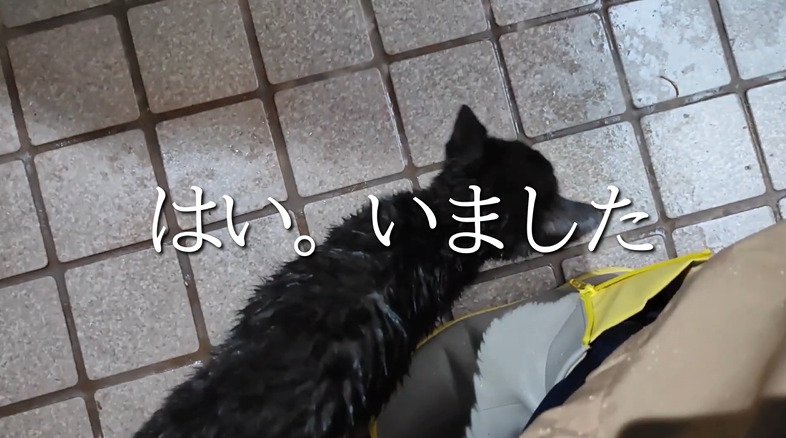 ずぶ濡れの子猫