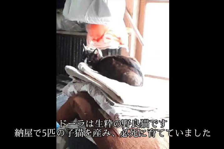 振り向く猫