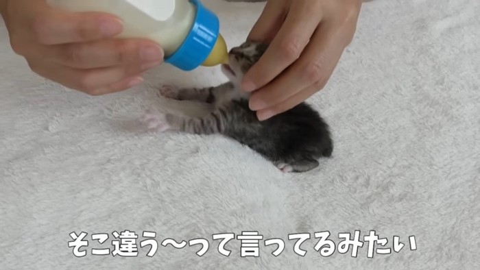 嫌がるそぶりでミルクを飲む猫