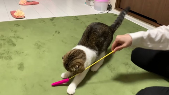 おもちゃで遊ぶ下を向く猫