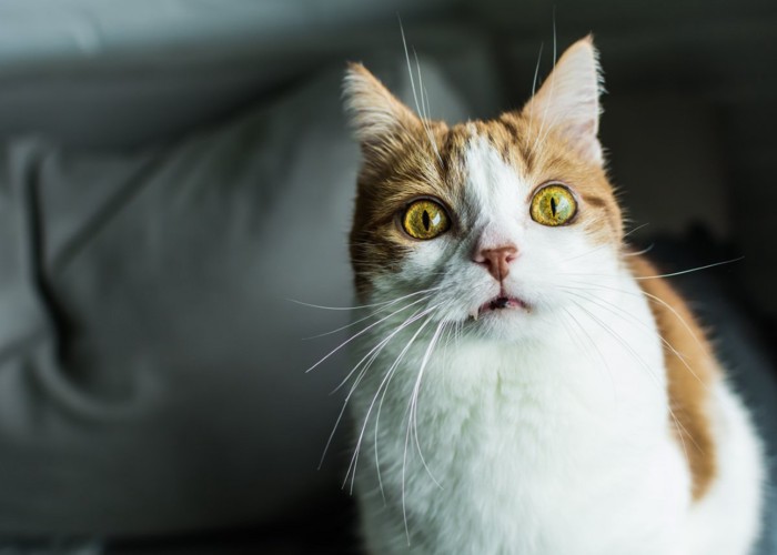 おびえた感じの猫