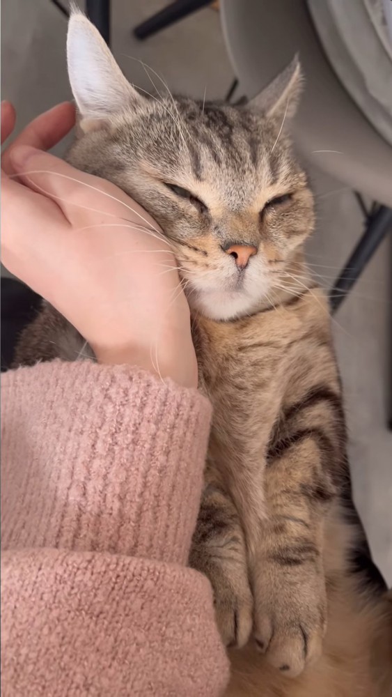 薄めを開ける猫