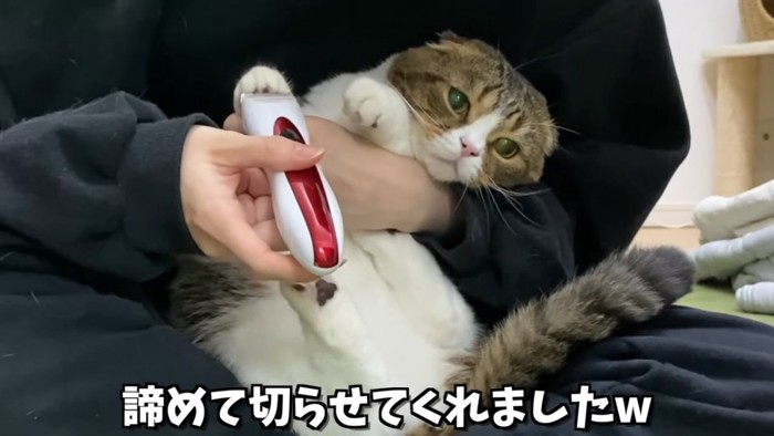 足の毛をカットされる折れ耳猫